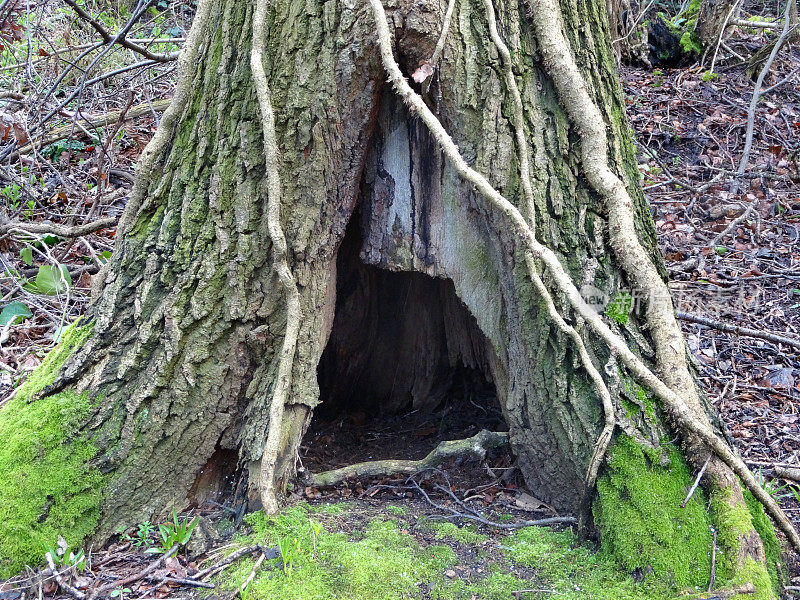 腐烂的树干洞/拱门的图像，林地霍比特人的房子